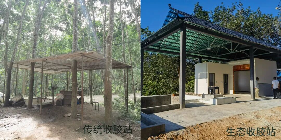 玲珑轮胎在云南橡胶林里“折腾”了一年，干了三件大事